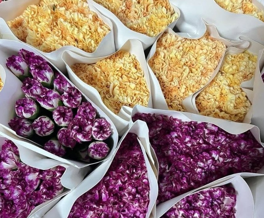 Carnations in gold and magenta