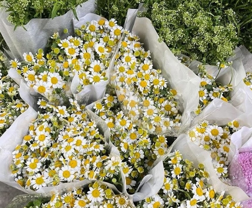 Fresh-cut chamomile bundles