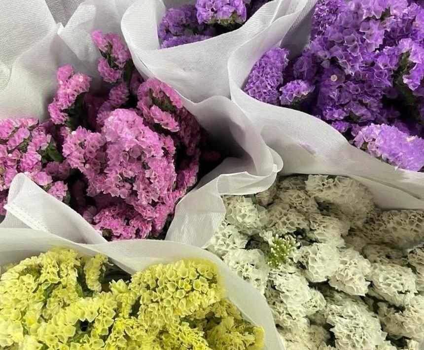 Statice in pink, purple, and yellow