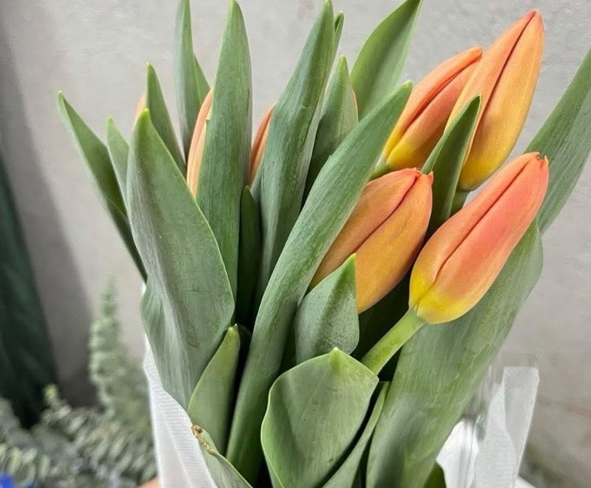 Orange tulips, close up