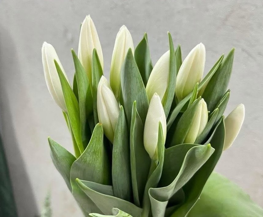 White tulips, still budding